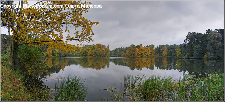 Outdoors, Pond, Water, Conifer, Fir, Plant, Tree