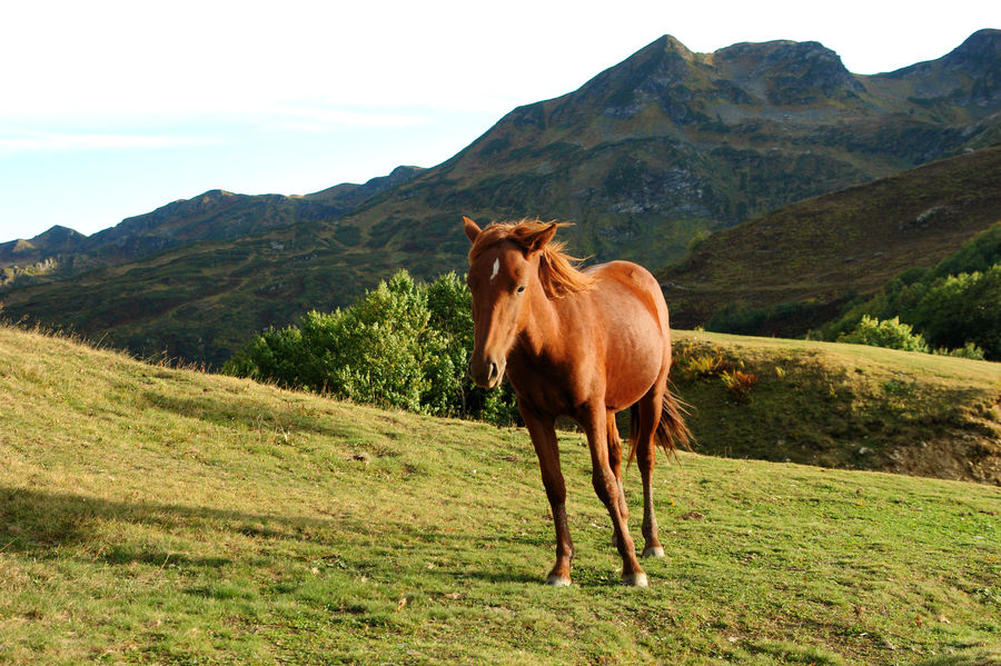 Animal, Horse, Mammal, Colt Horse, Foal, Countryside, Grassland