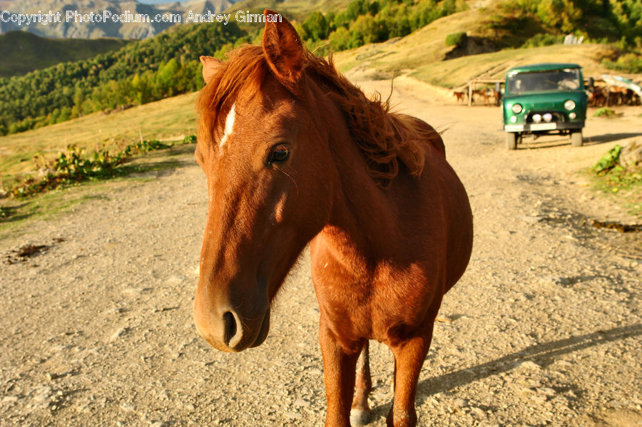 Animal, Colt Horse, Foal, Horse, Mammal, Car, Jeep