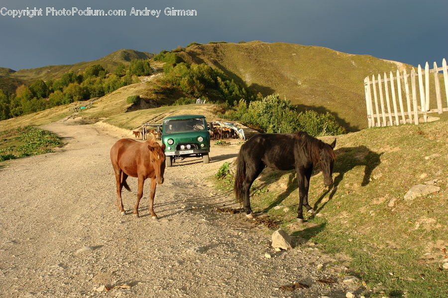 Fence, Animal, Horse, Mammal, Cattle, Dirt Road, Gravel