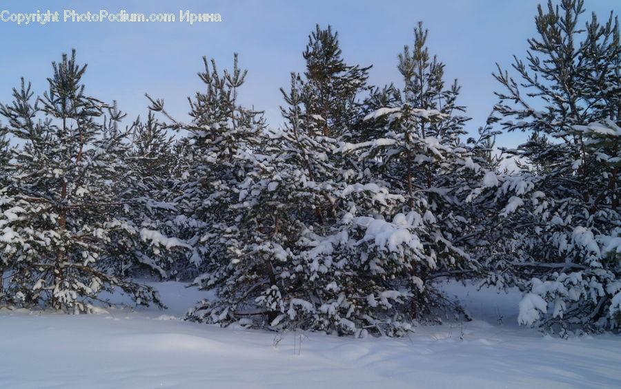 Conifer, Fir, Spruce, Wood, Pine, Plant, Tree