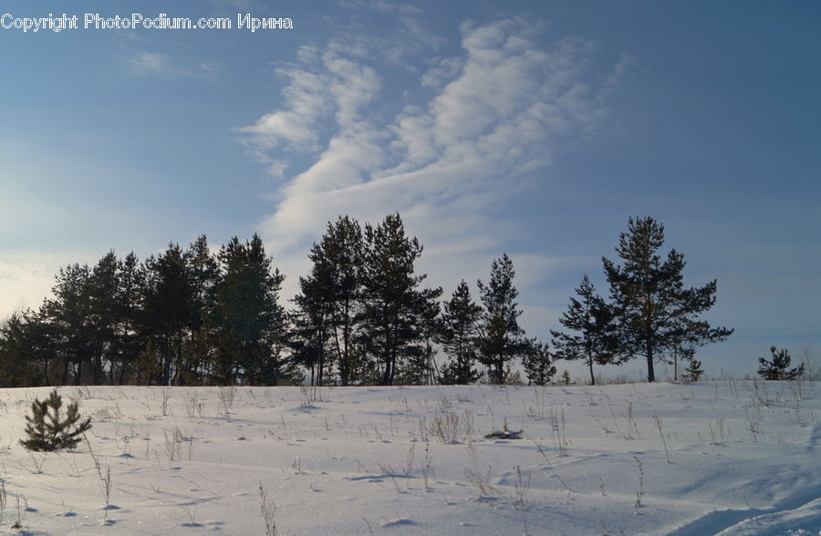 Conifer, Fir, Plant, Tree, Outdoors, Plateau, Landscape