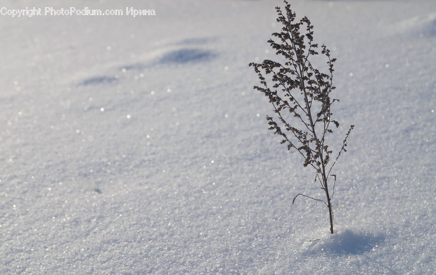 Blizzard, Outdoors, Snow, Weather, Winter, Blossom, Flora