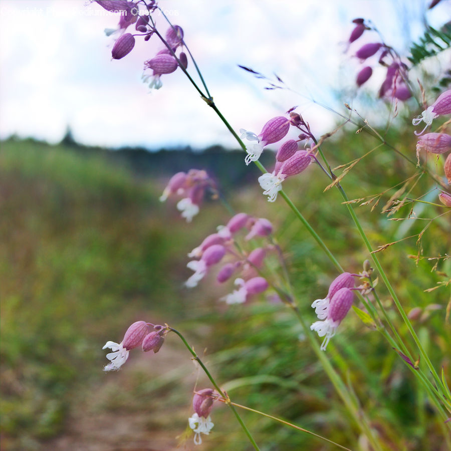 Cosmos, Blossom, Flora, Flower, Plant, Geranium, Petal