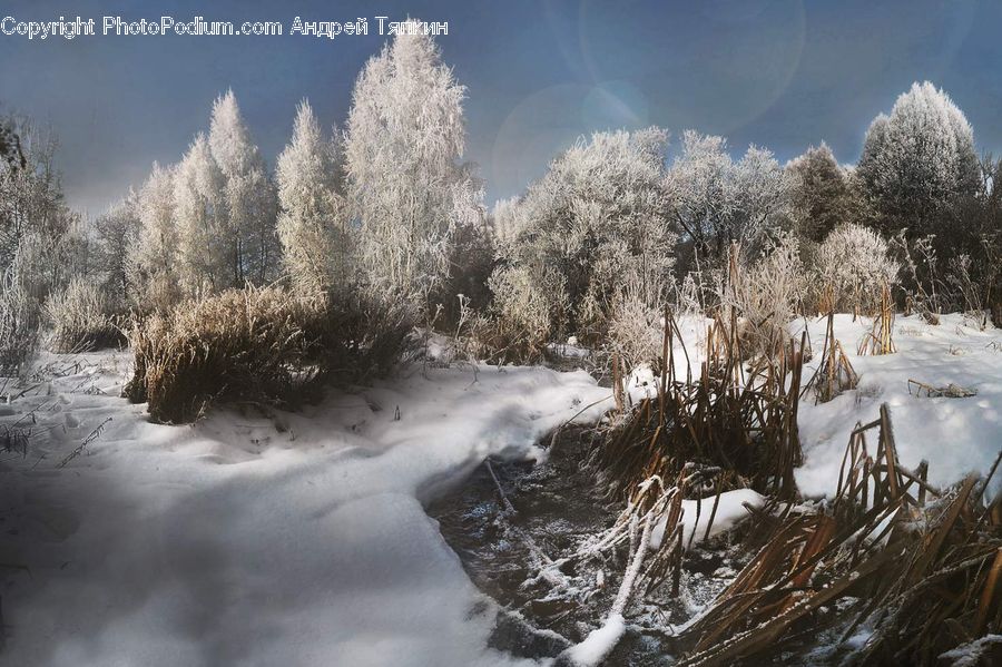 Frost, Ice, Outdoors, Snow, Plant, Tree, Bush