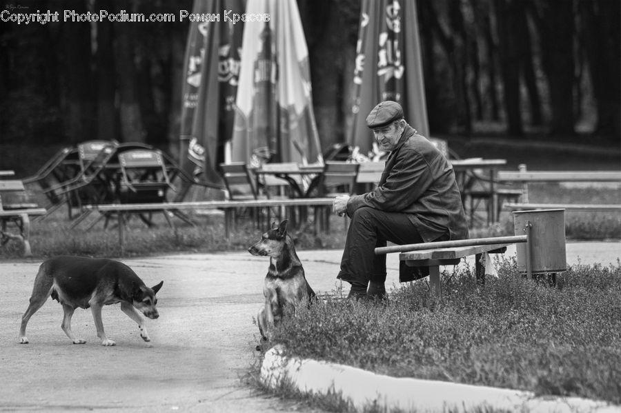 Bench, People, Person, Human, Animal, Canine, Dog