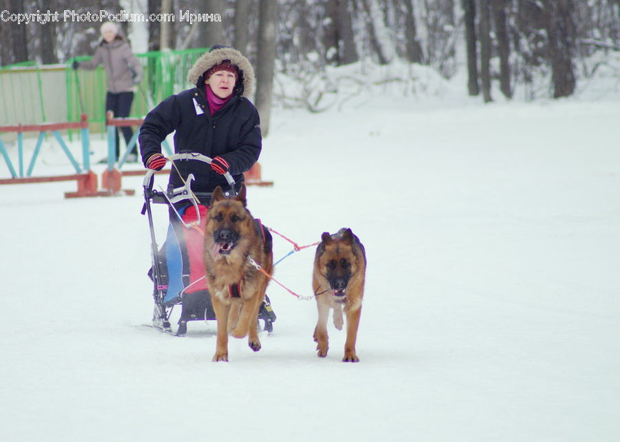 People, Person, Human, Dogsled, Sled