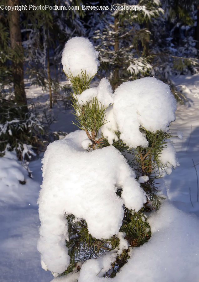Ice, Outdoors, Snow, Frost, Conifer, Fir, Plant