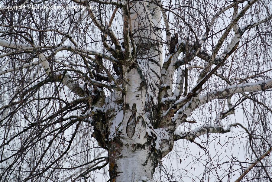 Plant, Tree, Birch, Wood, Oak, Blossom, Flora