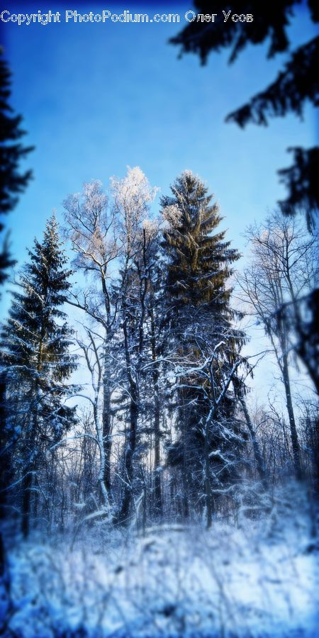 Conifer, Fir, Plant, Tree, Spruce, Wood, Frost
