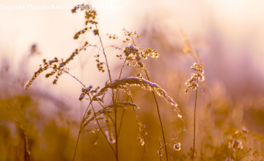 Field, Grass, Grassland, Plant, Weed, Reed, Flare