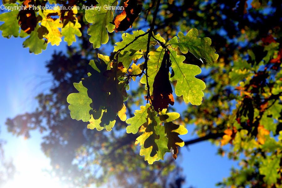 Fruit, Grapes, Oak, Tree, Wood, Plant, Vine