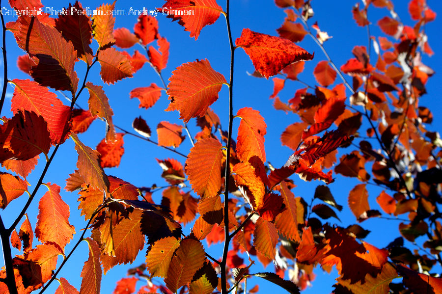 Veins, Maple, Tree, Wood, Maple Leaf, Plant, Blossom