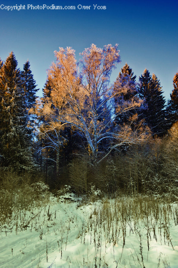 Conifer, Fir, Plant, Tree, Field, Grass, Grassland