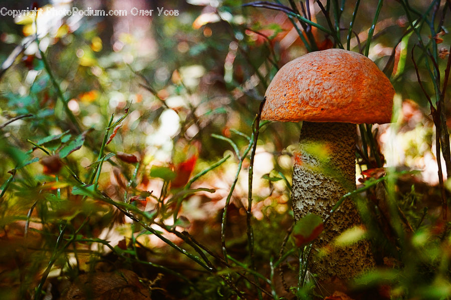 Agaric, Amanita, Fungus, Mushroom, Plant, Field, Grass