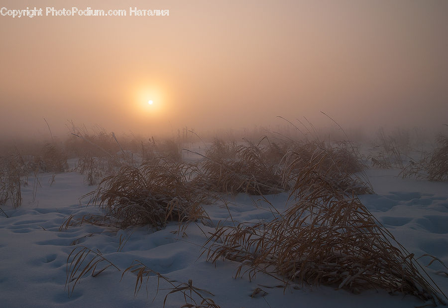 Field, Grass, Grassland, Plant, Blizzard, Outdoors, Snow