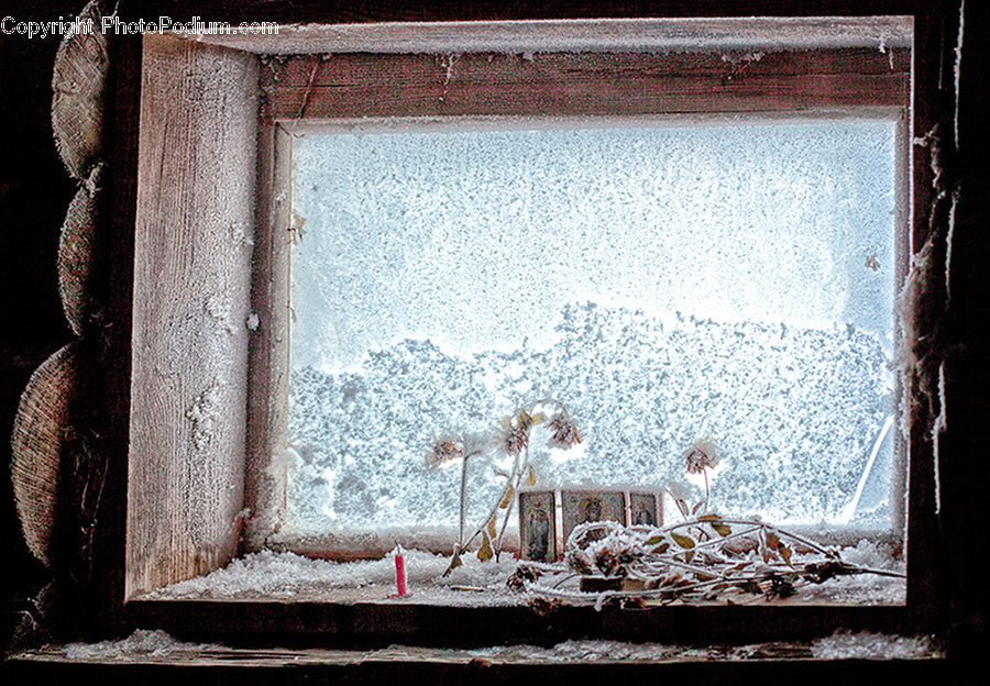 Frost, Ice, Outdoors, Snow, Window, Moss, Plant