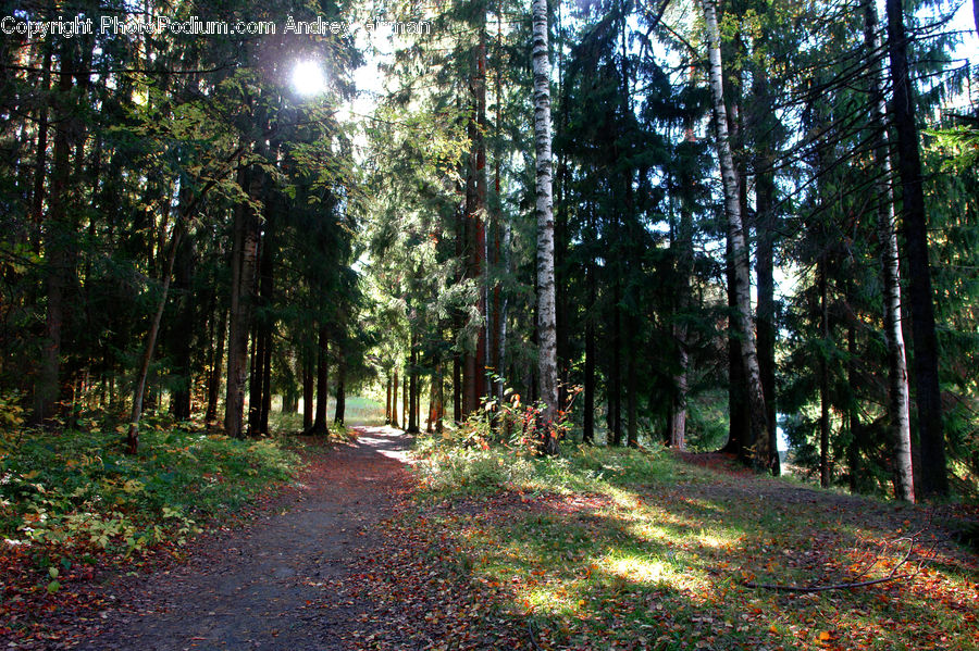 Forest, Vegetation, Grove, Land, Dirt Road, Gravel, Road