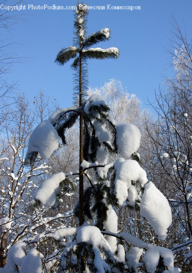 Ice, Outdoors, Snow, Lamp Post, Pole, Palm Tree, Plant