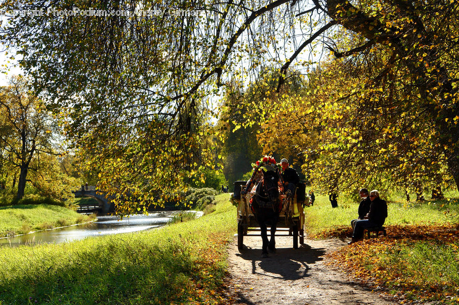 Animal, Horse, Mammal, Bench, Park, Dirt Road, Gravel