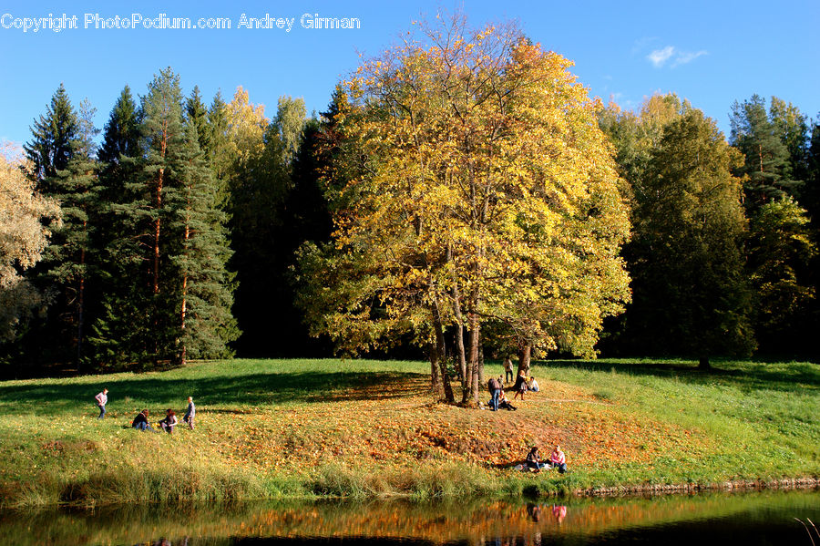 Conifer, Fir, Plant, Tree, Park, Forest, Vegetation