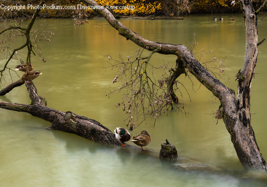 Bird, Duck, Teal, Waterfowl