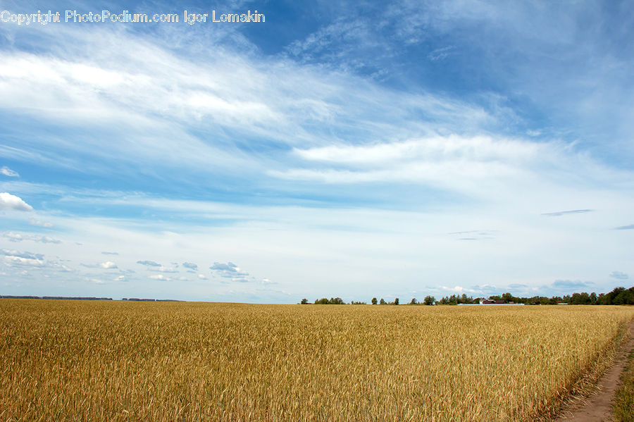 Grain, Wheat, Grass, Plant, Landscape, Nature, Scenery