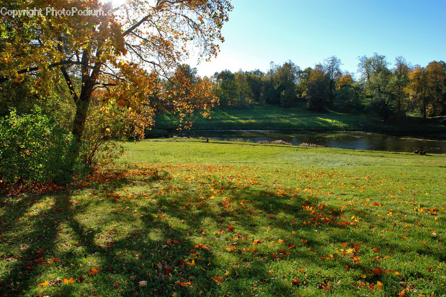 Field, Grass, Grassland, Land, Outdoors, Meadow, Pasture