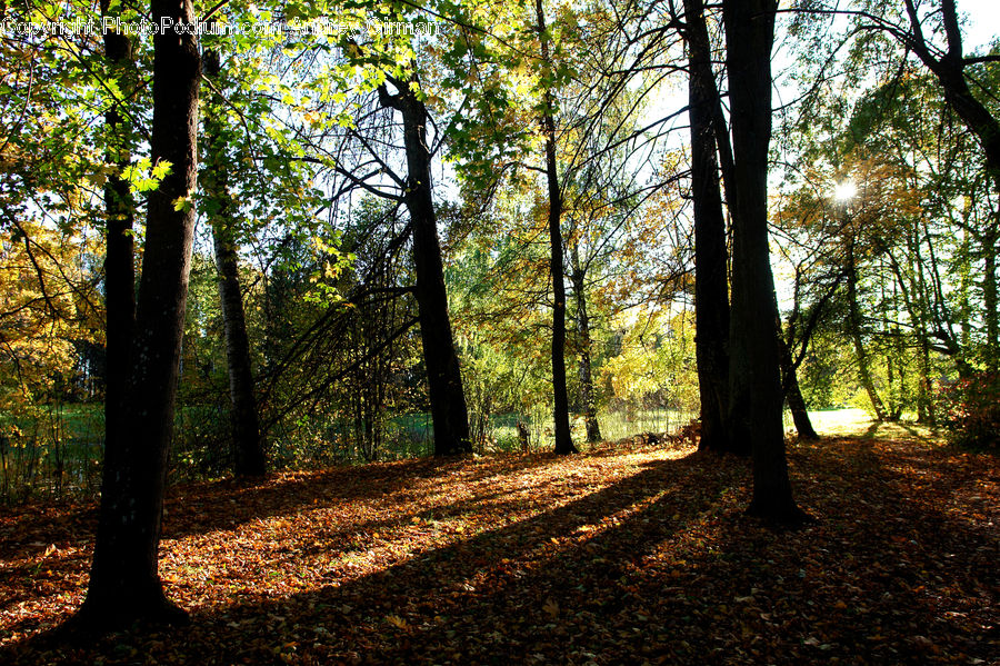 Forest, Grove, Land, Vegetation, Flare, Light, Sunlight