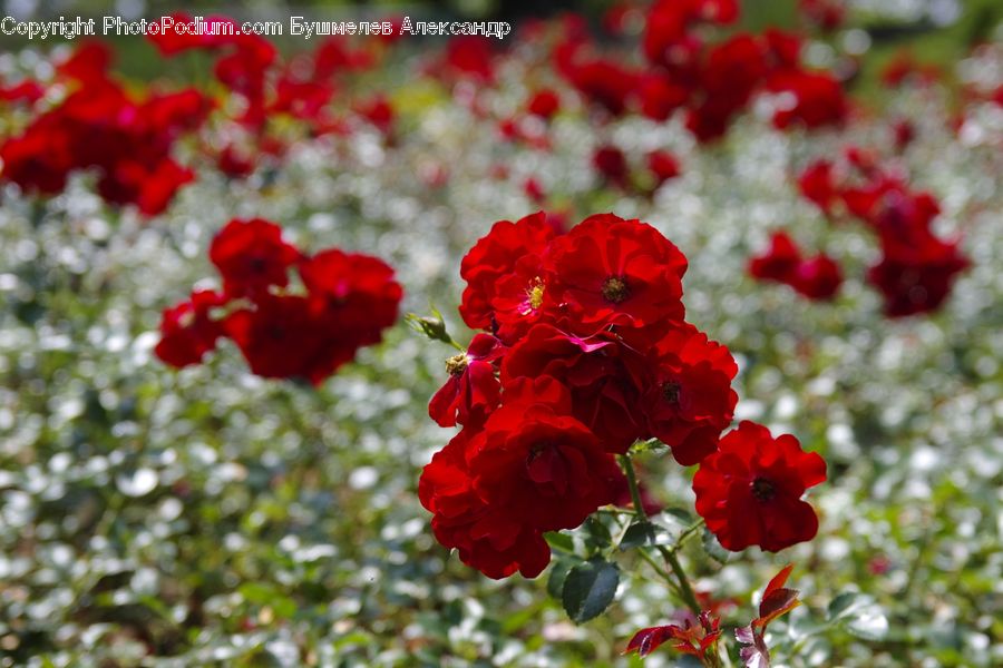 Blossom, Flora, Flower, Geranium, Plant, Poppy, Petal