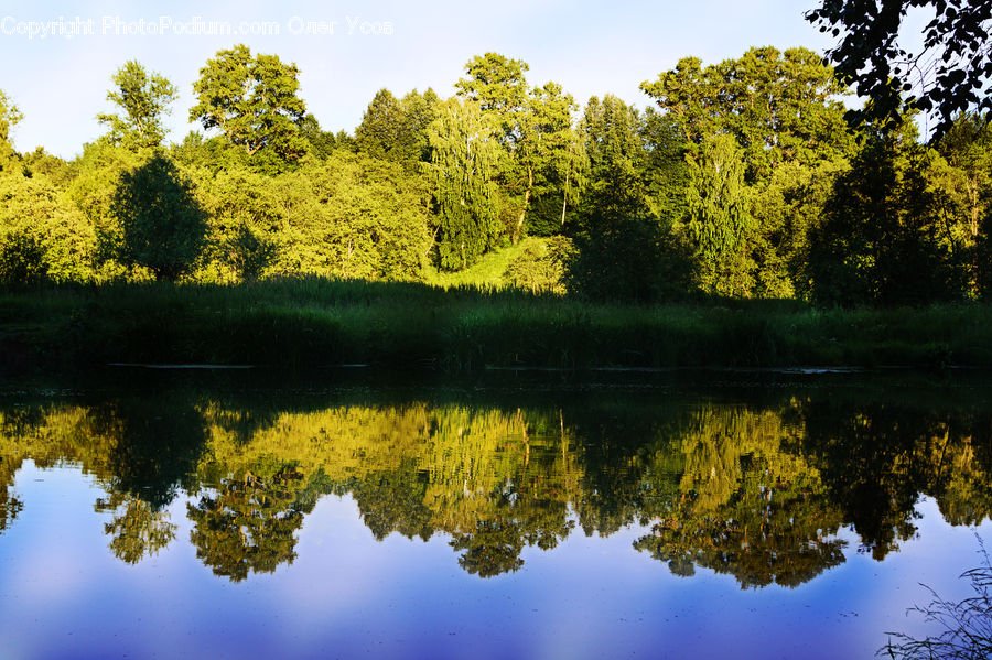 Outdoors, Pond, Water, Conifer, Fir, Plant, Tree