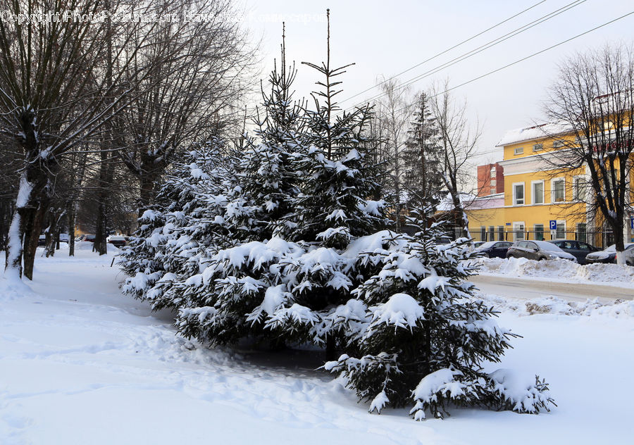 Conifer, Fir, Spruce, Wood, Downtown, Neighborhood, Town