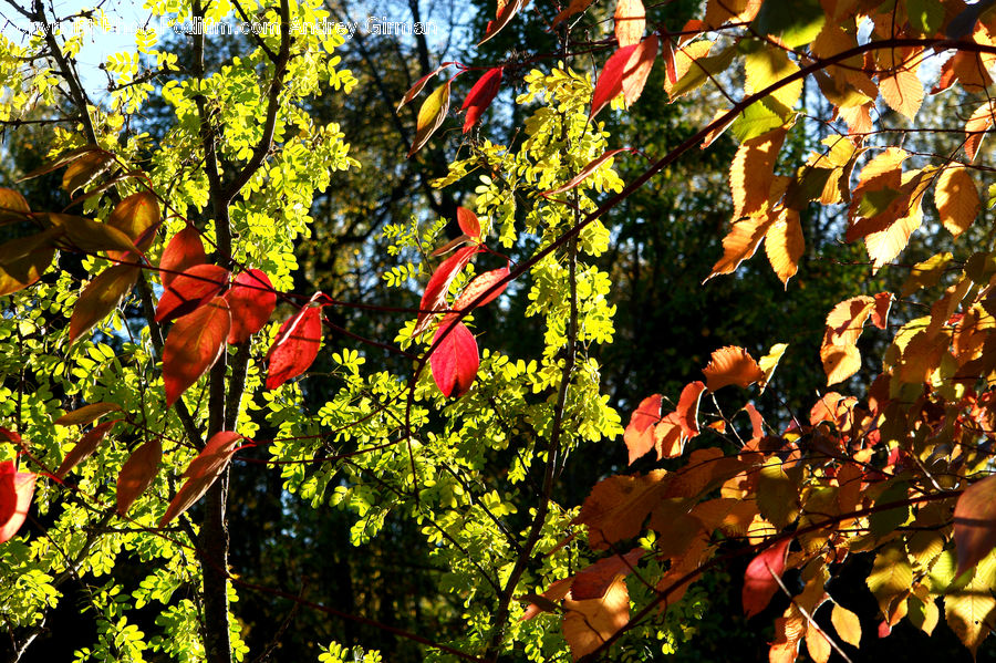 Blossom, Flora, Flower, Plant, Tree, Oak, Wood