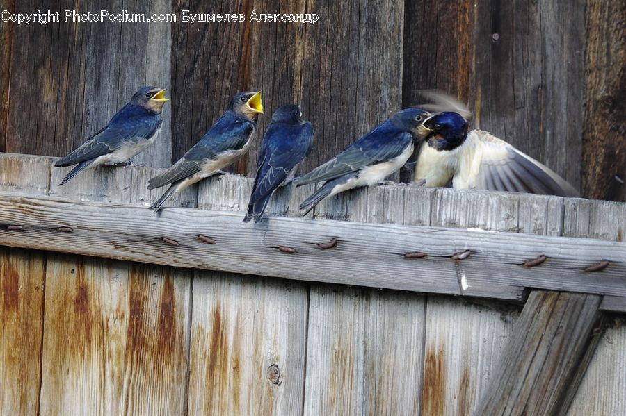 Bird, Swallow, Blue Jay, Bluebird, Jay