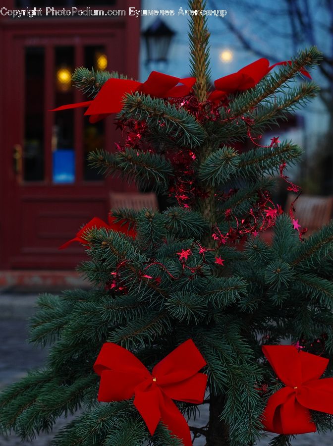 Umbrella, Plant, Potted Plant, Conifer, Fir, Tree, Bush