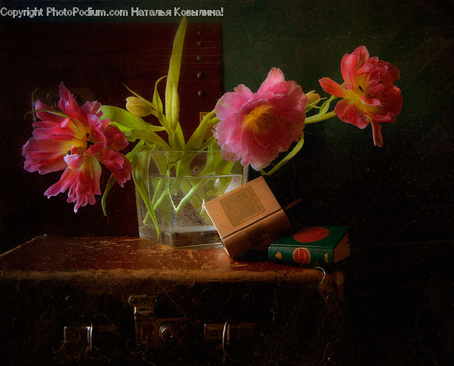 Flora, Flower, Gladiolus, Plant, Blossom, Geranium, Floral Design