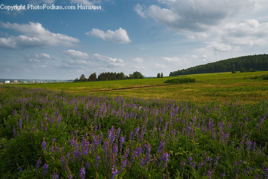 Flower, Lupin, Plant, Field, Grass, Grassland, Land