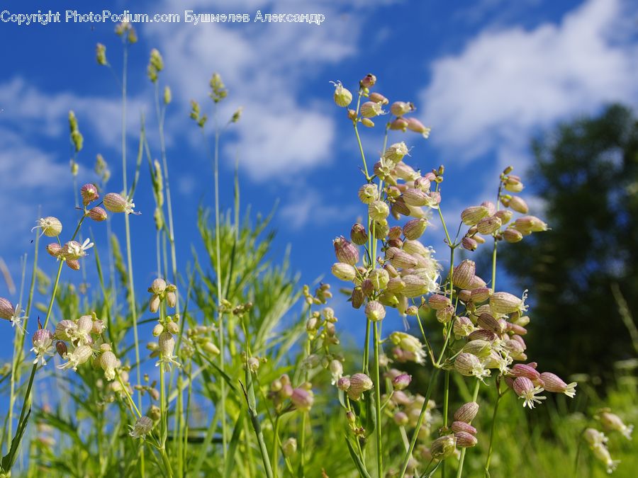 Blossom, Flora, Flower, Plant, Pollen, Lupin, Apiaceae