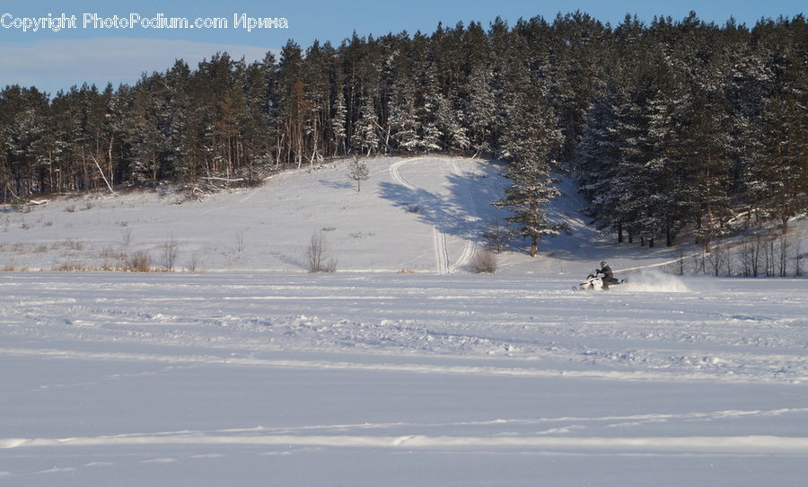 Conifer, Fir, Plant, Tree, Outdoors, Plateau, Landscape