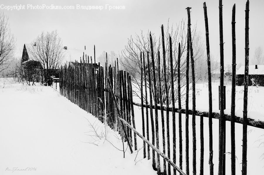 Fence, Birch, Tree, Wood, Plant