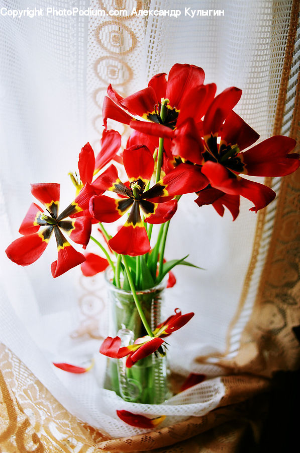 Blossom, Flora, Flower, Plant, Tulip, Flower Arrangement, Flower Bouquet
