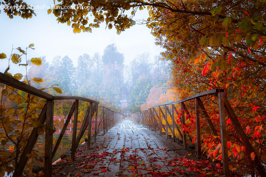 Path, Road, Walkway, Banister, Handrail, Maple, Tree