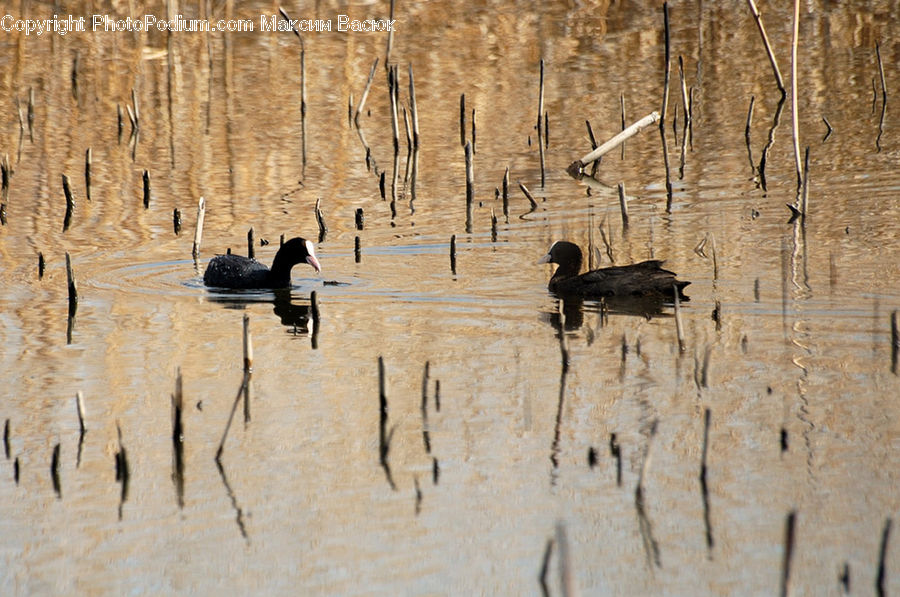 Bird, Crane Bird, Heron, Condor, Vulture, Duck, Teal