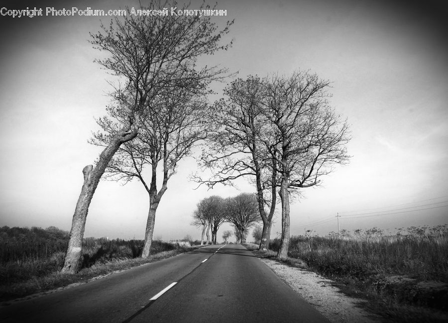 Road, Plant, Tree, Oak, Wood, Countryside, Outdoors