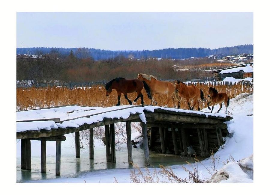 Animal, Horse, Mammal, Colt Horse, Foal, Cattle, Countryside