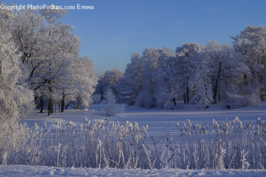 Frost, Ice, Outdoors, Snow, Plant, Tree, Blossom