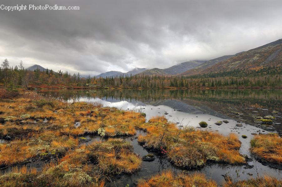Land, Marsh, Pond, Swamp, Water, Basin, Outdoors