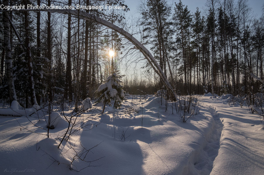 Ice, Outdoors, Snow, Forest, Vegetation, Plant, Tree