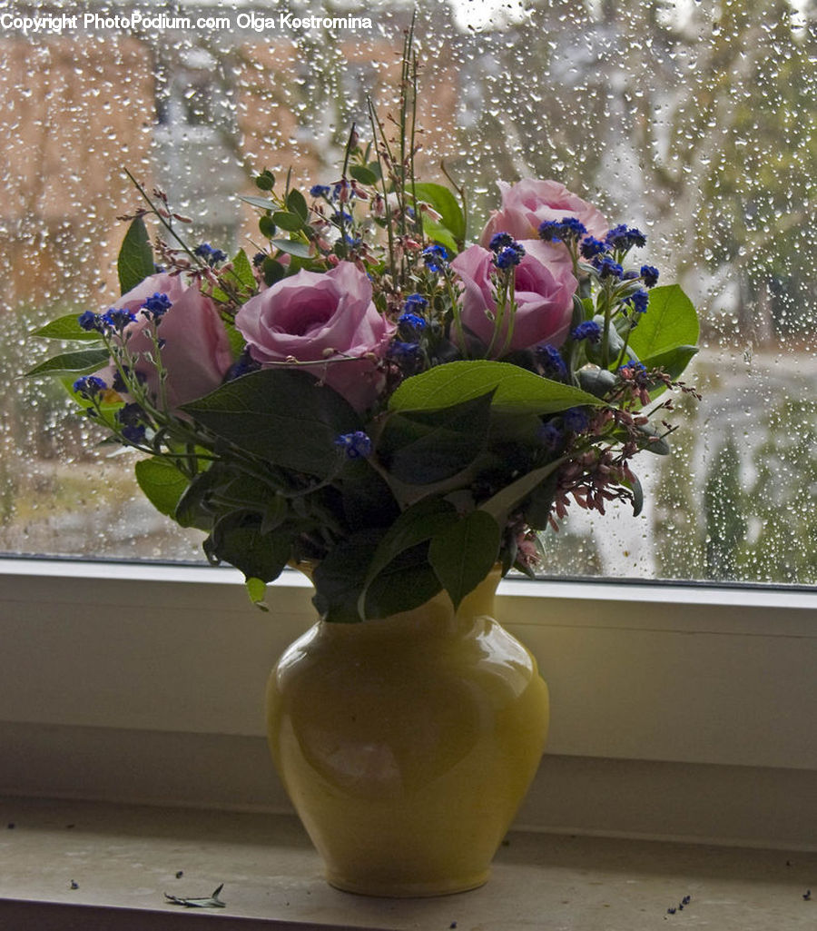 Plant, Potted Plant, Blossom, Flower, Rose, Floral Design, Flower Arrangement