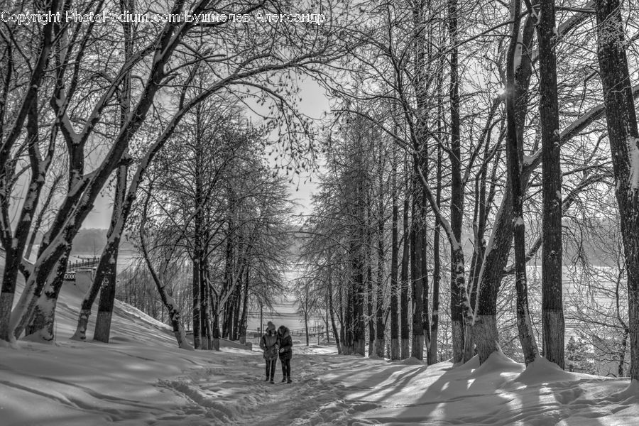 Plant, Tree, Path, Trail, Forest, Vegetation, Fir